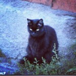  Черный кот 