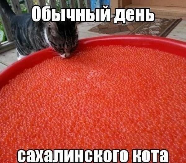 Обычный день сахалинского кота